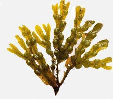 Close-up of a yellow-green fucus vesiculosus or bladder wrack