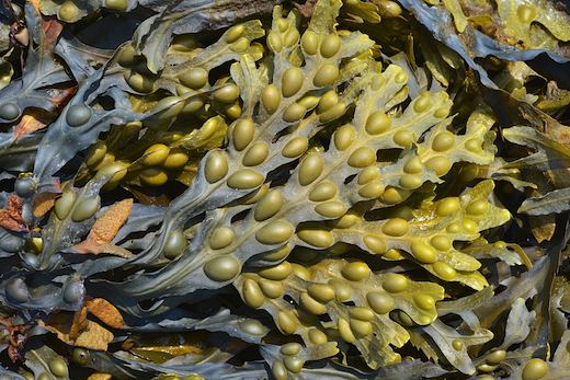 Gradient black and yellow fucus vesiculosus also know as the bladderwrack