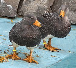 Fuegian steamer duck Fuegian steamer duck Wikipedia