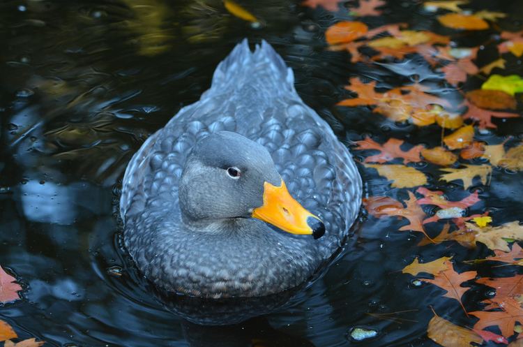 Fuegian steamer duck FileTachyeres pteneres Fuegian Steamer Duck Magellan