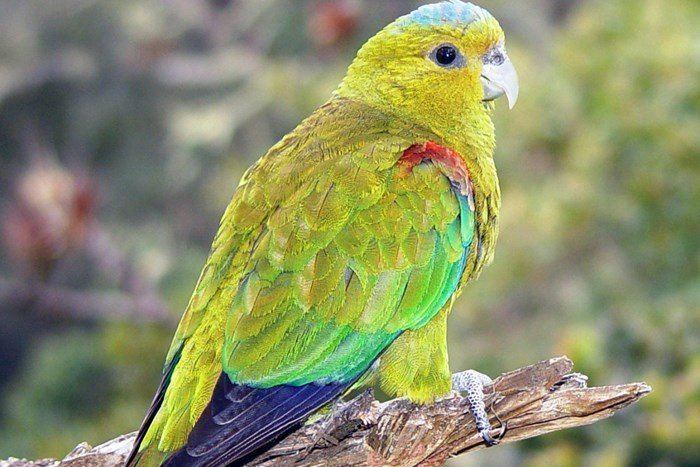 Fuertes's parrot Indigowinged Parrot Hapalopsittaca fuertesi Exotic birds Pets