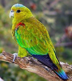 Fuertes's parrot Fuertes39s Parrot Or IndigoWinged Parrot Critically Endangered The