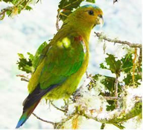 Fuertes's parrot Critically Endangered Colombian Parrot Doubles Its Protected Habitat