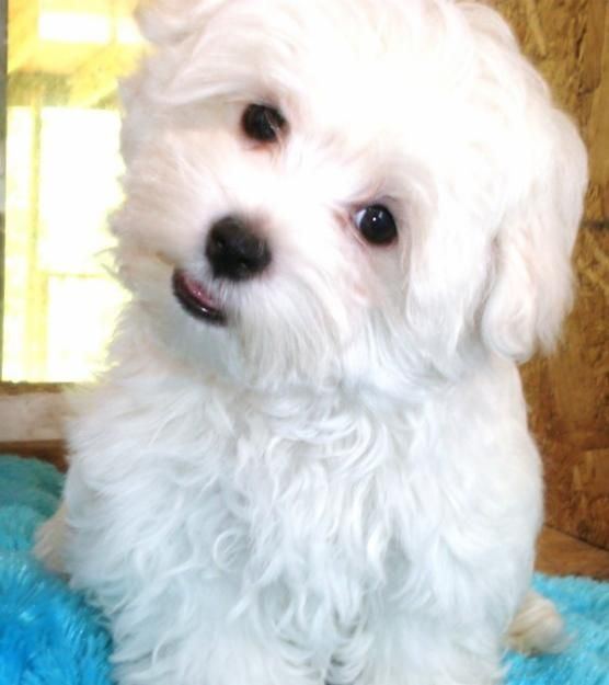 Fufu (dog) 1000 images about Maltese on Pinterest Tiny puppies Puppys and