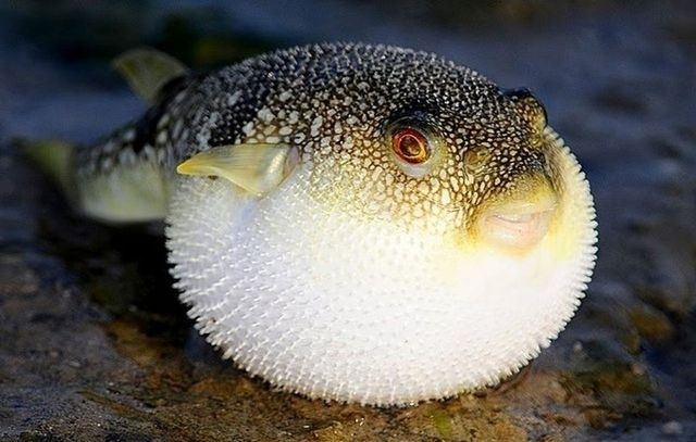 Fugu Discovered In Crimea