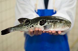 Fugu Fugu Top 10 Most Dangerous Foods TIME