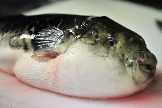 Fugu Five Hospitalized After Eating Fugu Fish Japan Real Time WSJ