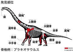 Fukuititan FPDM Dinosaur Catalog Fukuititan nipponensis