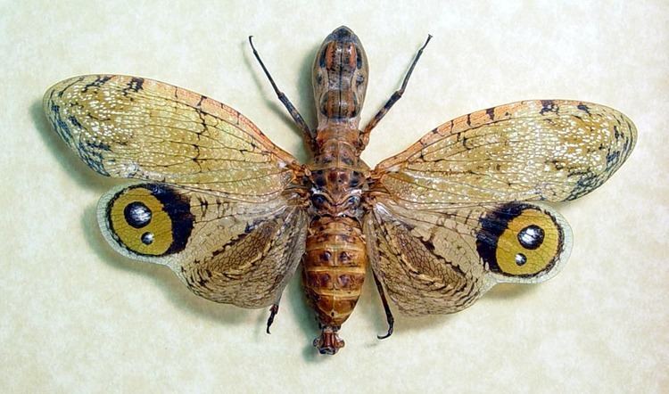 Fulgora Fulgora Laternaria Male Peanut Head Bug Real Butterfly Gifts Real
