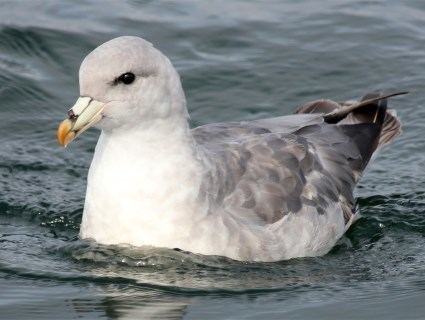 Fulmar Northern Fulmar Identification All About Birds Cornell Lab of