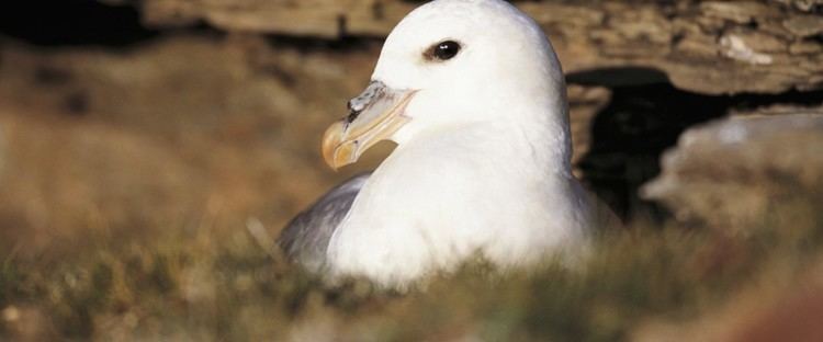 Fulmar The RSPB Fulmar