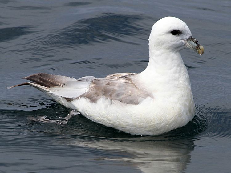 Fulmar Fulmar gobirdingeu