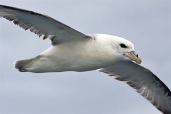 Fulmar Fulmar