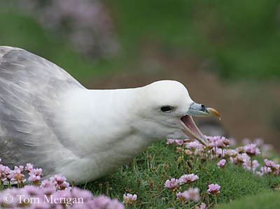 Fulmar Northern Fulmar