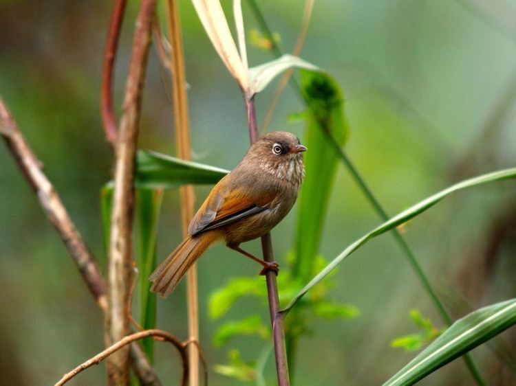 Fulvetta Birding In Taiwan Streakthroated Fulvetta Taiwan Fulvetta