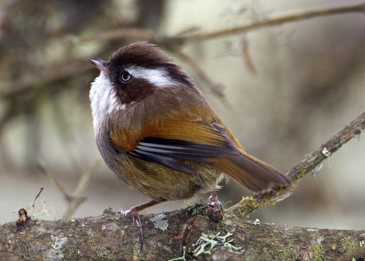 Fulvetta 1000 images about Birds Fulvettas on Pinterest Indian Animal