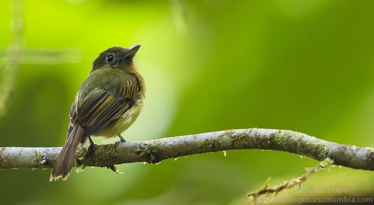 Fulvous breasted flatbill - Alchetron, the free social encyclopedia