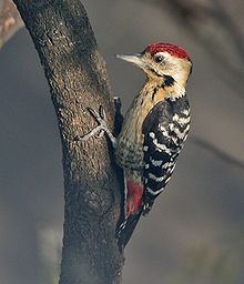 Fulvous-breasted woodpecker httpsuploadwikimediaorgwikipediacommonsthu