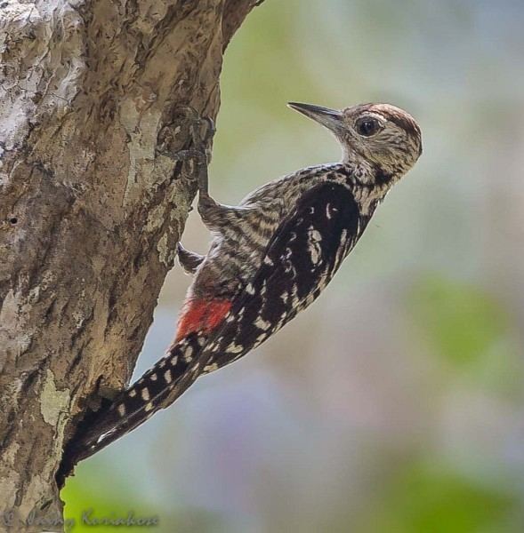 Fulvous-breasted woodpecker Oriental Bird Club Image Database Fulvousbreasted Woodpecker