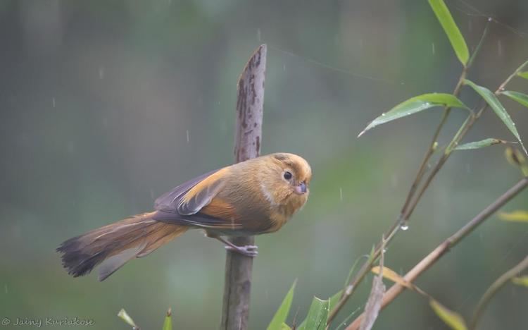 Fulvous parrotbill Fulvous Parrotbill Paradoxornis fulvifrons videos photos and