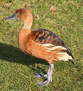 Fulvous whistling duck httpsuploadwikimediaorgwikipediacommonsthu