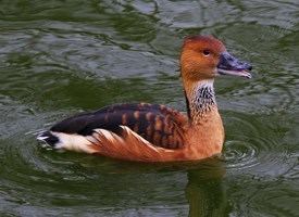 Fulvous whistling duck Fulvous WhistlingDuck Identification All About Birds Cornell