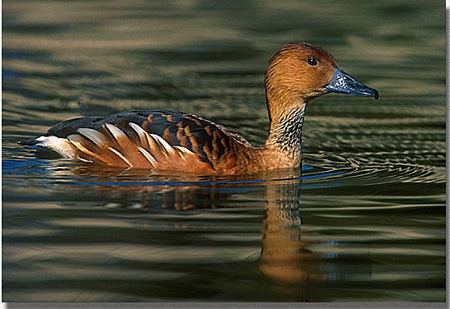 Fulvous whistling duck Fulvous WhistlingDuck Outdoor Alabama