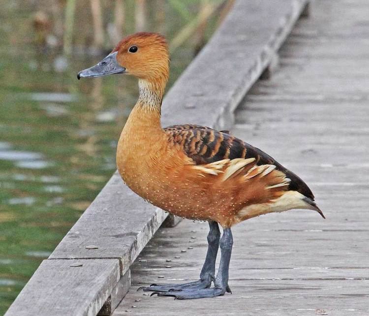 Fulvous whistling duck whistling duck