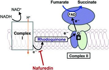Fumarate reductase 3 NADHfumarate reductase system of Ascaris suum as a target