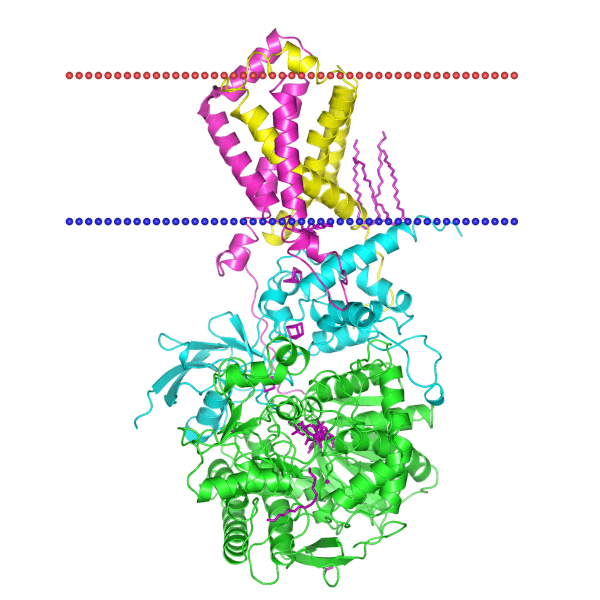 Fumarate reductase 1kf6 Fumarate reductase Orientations of Proteins in Membranes