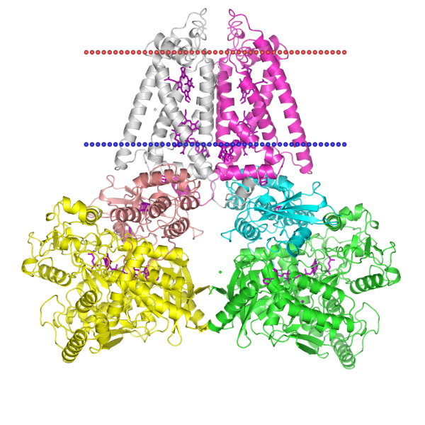 Fumarate reductase opmpharumicheduimagespng2bs2png