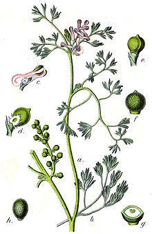 Fumaria parviflora httpsuploadwikimediaorgwikipediacommonsthu