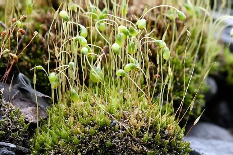 Funaria bryophytesvariability Ohio Plants