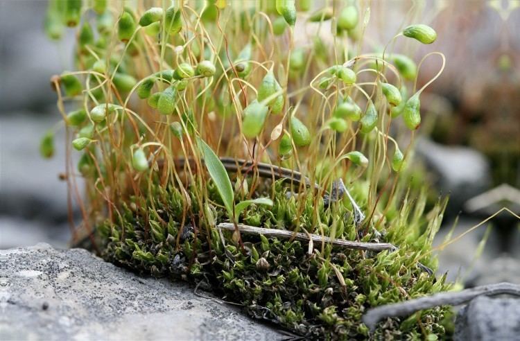 Funaria mossFunaria hygrometrica Ohio Moss and Lichen Association