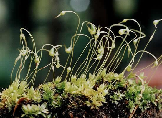 Funaria Funaria hygrometrica Moss