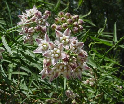Funastrum Funastrum cynanchoides Fringed Twinevine Climbing Milkweed