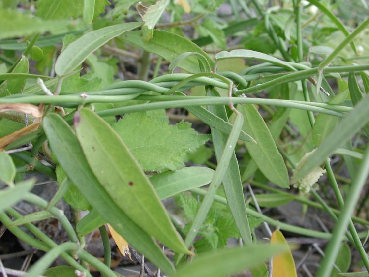 Funastrum clausum wwwconabiogobmxmalezasdemexicoasclepiadaceae