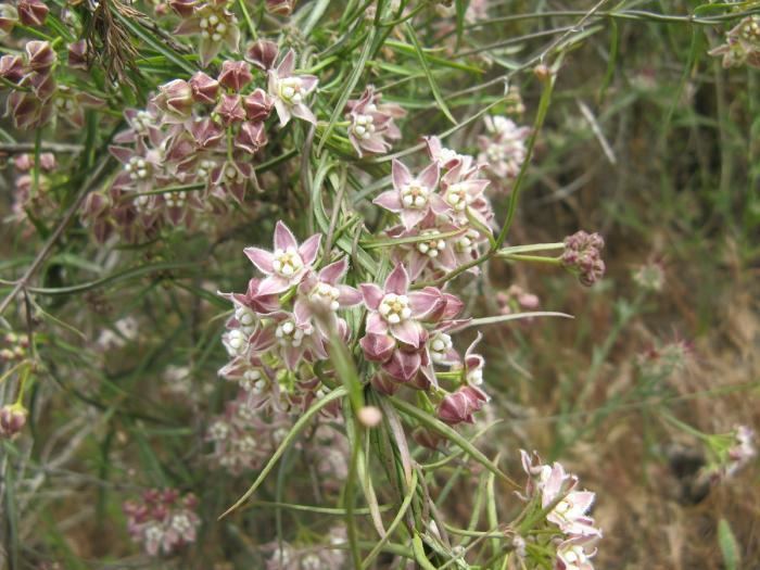 Funastrum cynanchoides Climbing Milkweed San Elijo Lagoon Conservancy Plant Guide