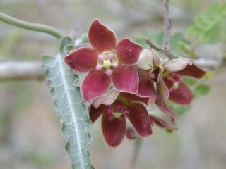Funastrum Funastrum crispum Wavyleaf milkweed vine NPIN