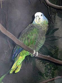 Funds for Endangered Parrots httpsuploadwikimediaorgwikipediacommonsthu