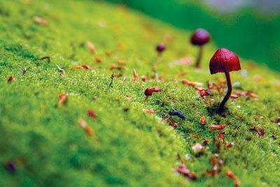 Deuteromycetes: The Fungi imperfecti plantlet