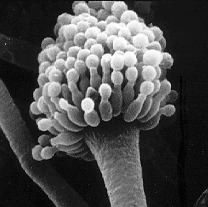 Conidiophore of Aspergillus sp.