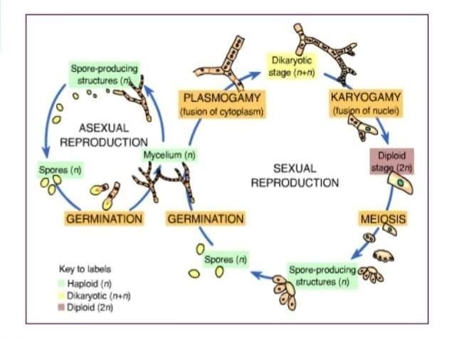 Asexual and sexual reproduction in Fungi imperfecti
