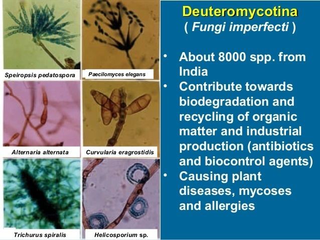 Deuteromycotina (Fungi imperfecti)