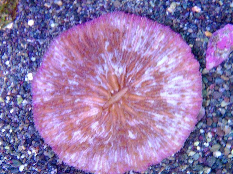 Fungia paumotensis