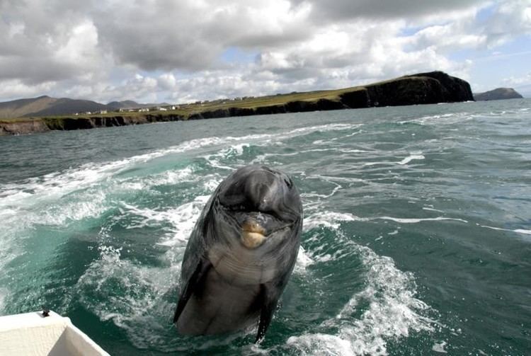 Fungie Fungie Dingle Dolphin Tours