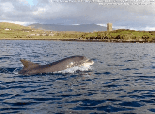 Fungie Fungie the Dingle Dolphin About Fungie the Dingle Dolphin Fungie