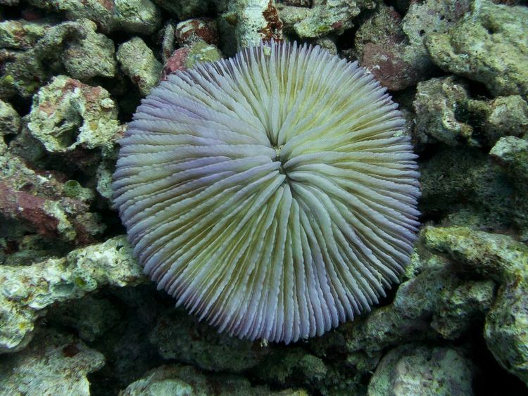 Fungiidae Mushroom coral Pilzkoralle Fungiidae That39s a coral w Flickr