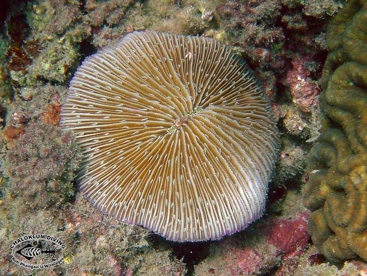 Fungiidae Mushroom Corals Fungiidae family Chaloklum Diving Koh Phangan