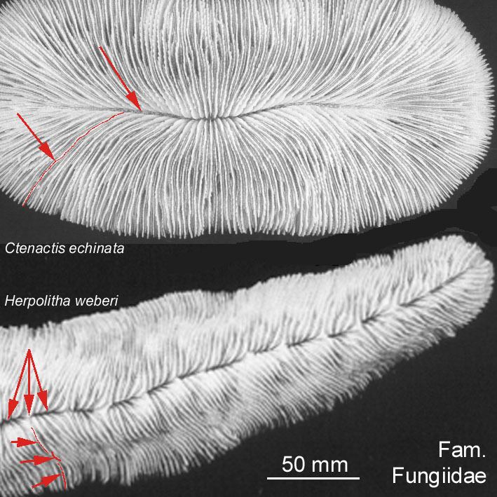 Fungiidae Scleractinian Coral Family Fungiidae
